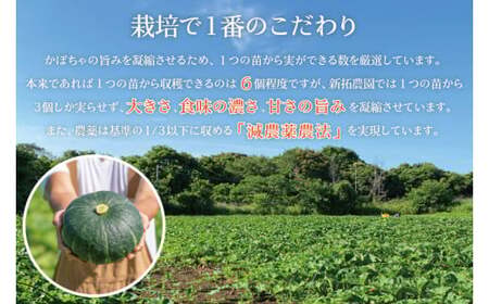 かぼちゃ 4kg以上 Mサイズ 野菜 南瓜 かぼちゃ