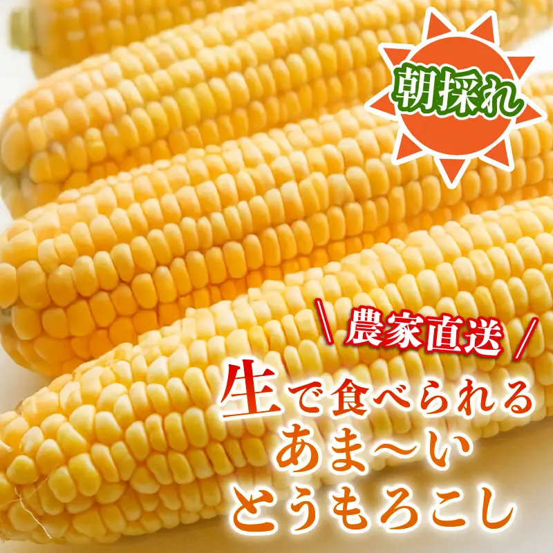 【先行予約】 (2026年11月~順次発送) 【とうもろこし】 イエロー種 10本 高知県産 とうもろこし