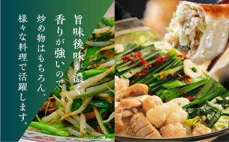 横地愛菜園の 香りニラ 100g小分け袋 ニラ 小分け 国産 100g 餃子 もつ鍋 野菜炒め に 野菜 旬 料理 葉物野菜 にら 愛知県 田原市 渥美半島