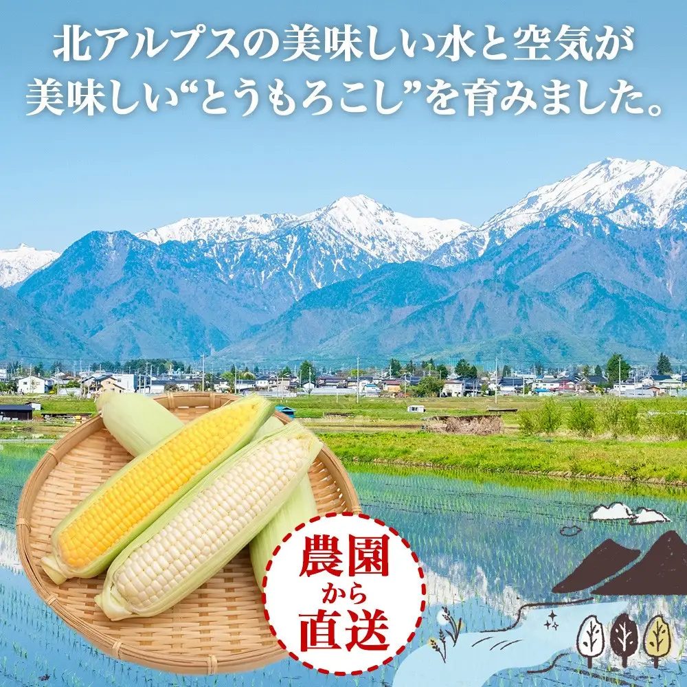 とうもろこし イエロー ＆ ホワイト 食べ比べ 400g以上 各5本 計10本 ゴールドラッシュ ピュアホワイト コーン 玉蜀黍 農家直送 産直 信州 人気 お取り寄せ 平林農園 送料無料 長野県 大町市