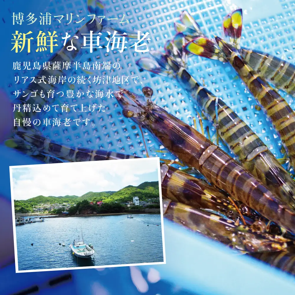 【鹿児島県産】冷凍 車海老 600g （加熱用） 車エビ 車えび くるまえび 海老 冷凍 南さつま市