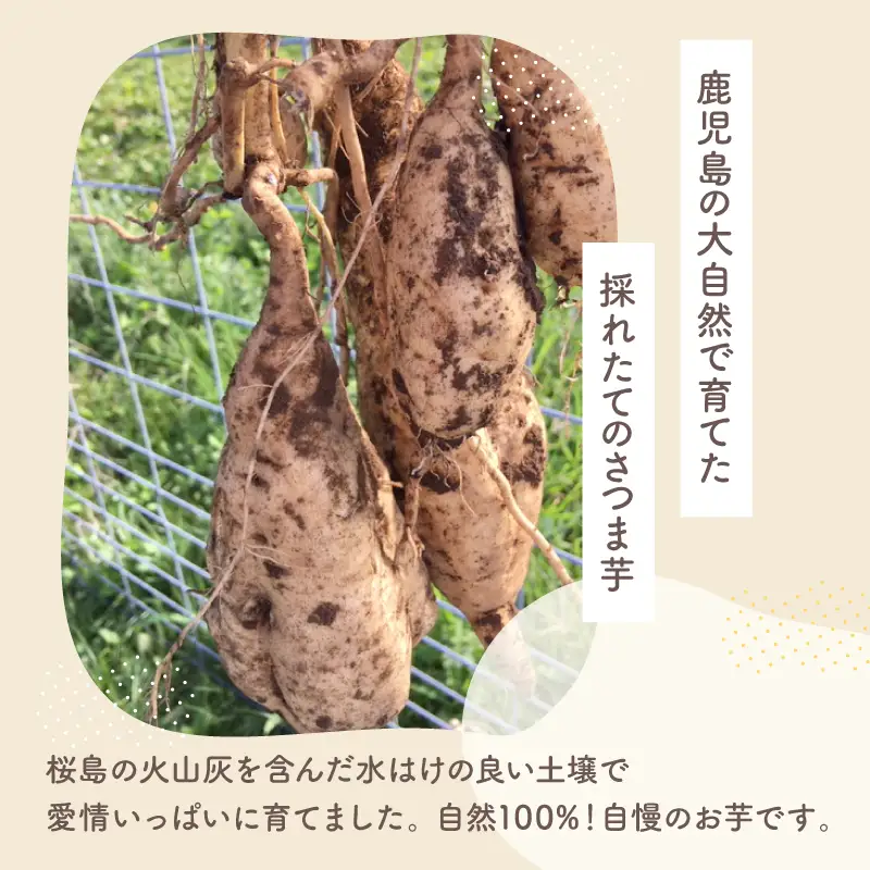 おいもや 芋 菓子 食べ比べ セット（ 芋かりんとう ・ 塩けんぴ ）計160g KN091-006-01