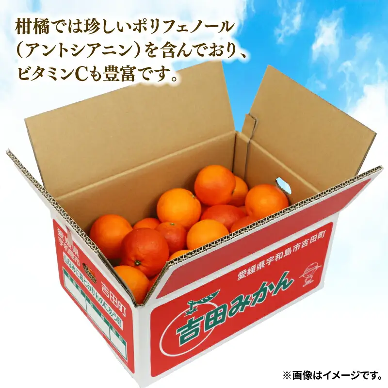 訳あり ブラッドオレンジ タロッコ 5kg つばさ農園 オレンジ B010-048015