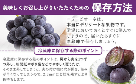 秀品 ニューピオーネ 約1.2kg　ﾋﾟｵｰﾈ