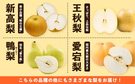 訳あり 旬の梨 約1.8kg　梨 なし