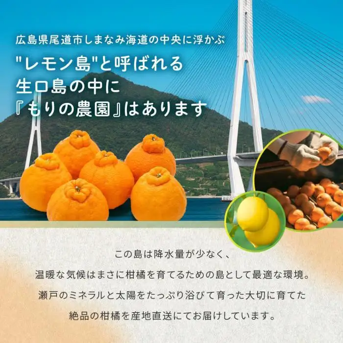柑橘の大トロ！完熟ハウスせとか  6kg 2027年2月中旬～発送予定