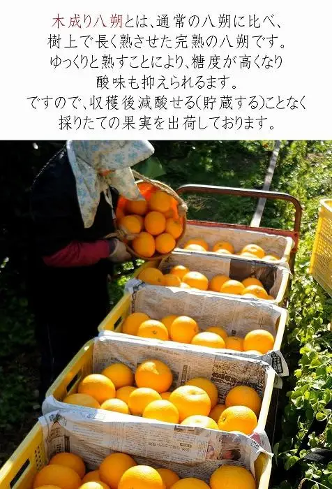 八朔 6kg 訳あり 木成り八朔［Mg20］