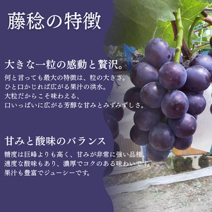 ＜地元農家直送!＞ 藤稔 5房 約3kg　【 葡萄 藤稔 】　