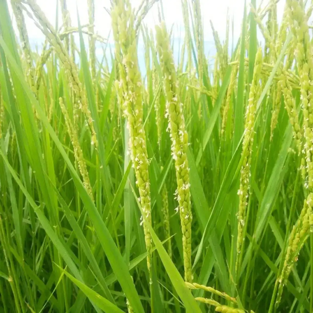 先行予約 新之助 5kg×1袋 令和8年 新潟県産 精米 三条市 新之助