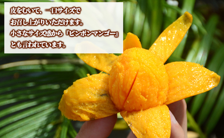 【数量限定】【ご家庭用】徳之島 天城町産 ミニマンゴー 1.5kg マンゴー フルーツ P-21