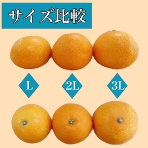 【2026年先行予約】紅まどんな Lサイズ 6個 愛媛みかん 愛果28号 化粧箱入り 紅マドンナ まどんな マドンナ みかん ミカン 蜜柑 果物 くだもの フルーツ 柑橘 かんきつ 柑橘類 愛媛果試第28号 あいか ギフト 贈り物 贈答用 おすすめ 人気 お取り寄せ 国産 愛媛 伊予市【数量限定】【2026年11月中旬順次発送】｜B450