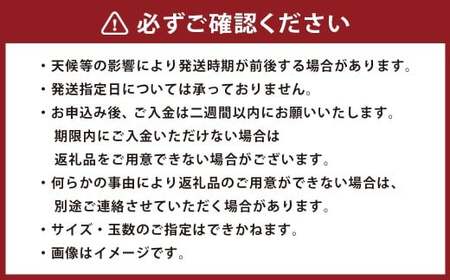 ＜ R8年熊本地震復興支援 ＞豊水梨 約5kg（6～16玉） なし ナシ 梨 くだもの 果物 果実 【2027年8月上旬～8月下旬迄発送予定】