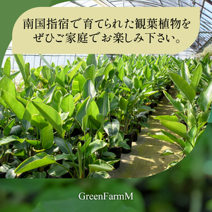【観葉植物】ブレクナム 60cm～80cm Green Farm M IB075-024 観葉植物 ※北海道・沖縄・離島配送不可
