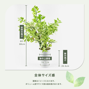 【観葉植物】ぺディランサス(ダイギンリュウ) 60cm～80cm Green Farm M IB075-025 観葉植物 ※北海道・沖縄・離島配送不可