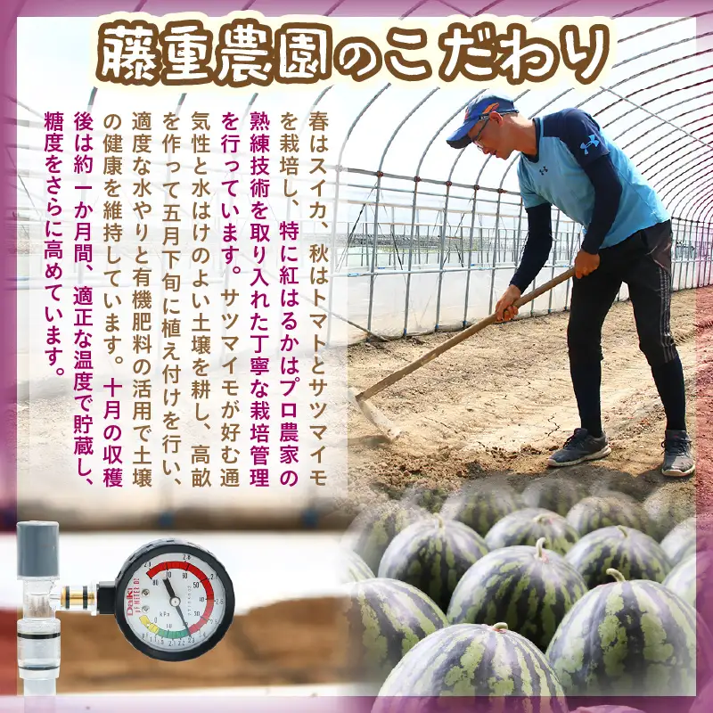 【先行予約】福井県あわら市産 藤重農園自慢の濃厚な甘みのサツマイモ 紅はるか 5kg / さつまいも 紅はるか べにはるか さつま芋 国産 土付き 芋 産地直送 熟成 サツマイモ ※2026年11月中旬以降順次発送 [aw083-a002]