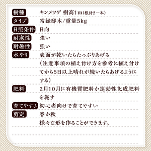 植木　キンメツゲ　1ｍ