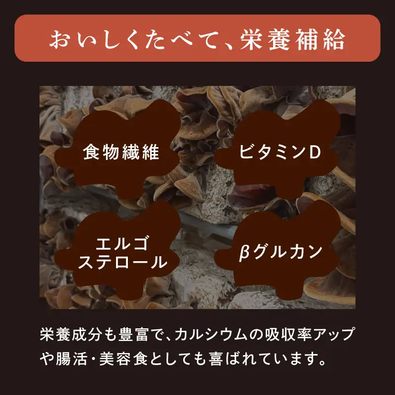 くすのきくらげ ３種セット(生きくらげ・乾燥きくらげ・パウダーきくらげ） 国産 八女産 肉厚 食物繊維 ビタミンD 腸活 美容食 栄養 コリコリ 小分け 使い切り 炒め物 スープ ラーメン 中華 福岡県 八女市 196-001