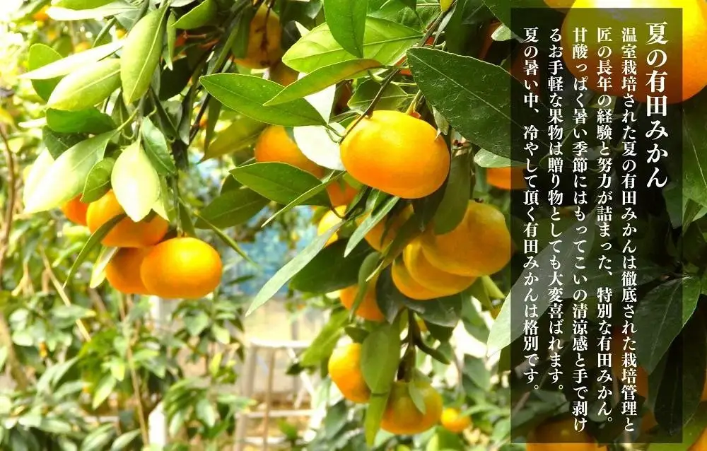 【お中元】小玉ちゃん ハウスみかん 温室栽培 夏の有田みかん約2kg 秀品 2Sサイズ以下 和歌山県 産地直送 みかんの会 【7月上旬～8月上旬に順次発送】