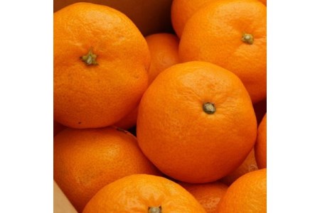 [秀品]和歌山有田みかん約5kg(S～Lサイズ混合) ※2025年11月中旬～2026年1月中旬頃に順次発送予定
