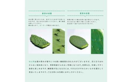 【ふるなびWEEK対象】【期間限定】食べるサボテン 太陽の葉 フレッシュリーフ(新芽限定・お試し500g)