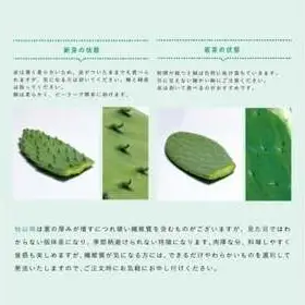 食べるサボテン 太陽の葉 フレッシュリーフ食用サボテン（１kg）
