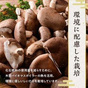 【2026年11月発送】 生しいたけ【形が悪いなどの訳あり品】3.2kg（200g×16袋） F4G-0265