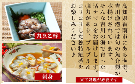 活ナマコ 1kg 赤ナマコ - 国産 産地直送 赤なまこ なまこ ナマコ 海鼠 海産物 海鮮 魚介類 刺身 刺し身 炒め物 塩辛 このわた えび蔵 高知県 香南市 冷蔵 eb-0050