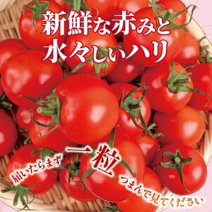 【先行受付】 新鮮トマト1kg 【安田町産】| トマト TR-03