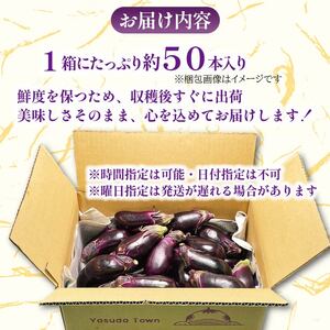 【先行受付】 朝どれナス 約50本 | ナス TR-0007