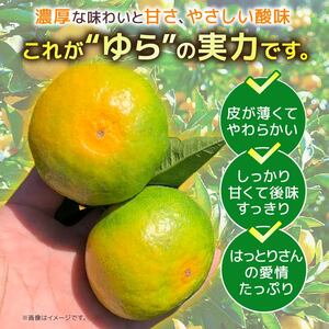 【10月中旬より発送】 服部農園 ゆら早生 みかん 5kg Mサイズ みかん 産地直送 HT-03