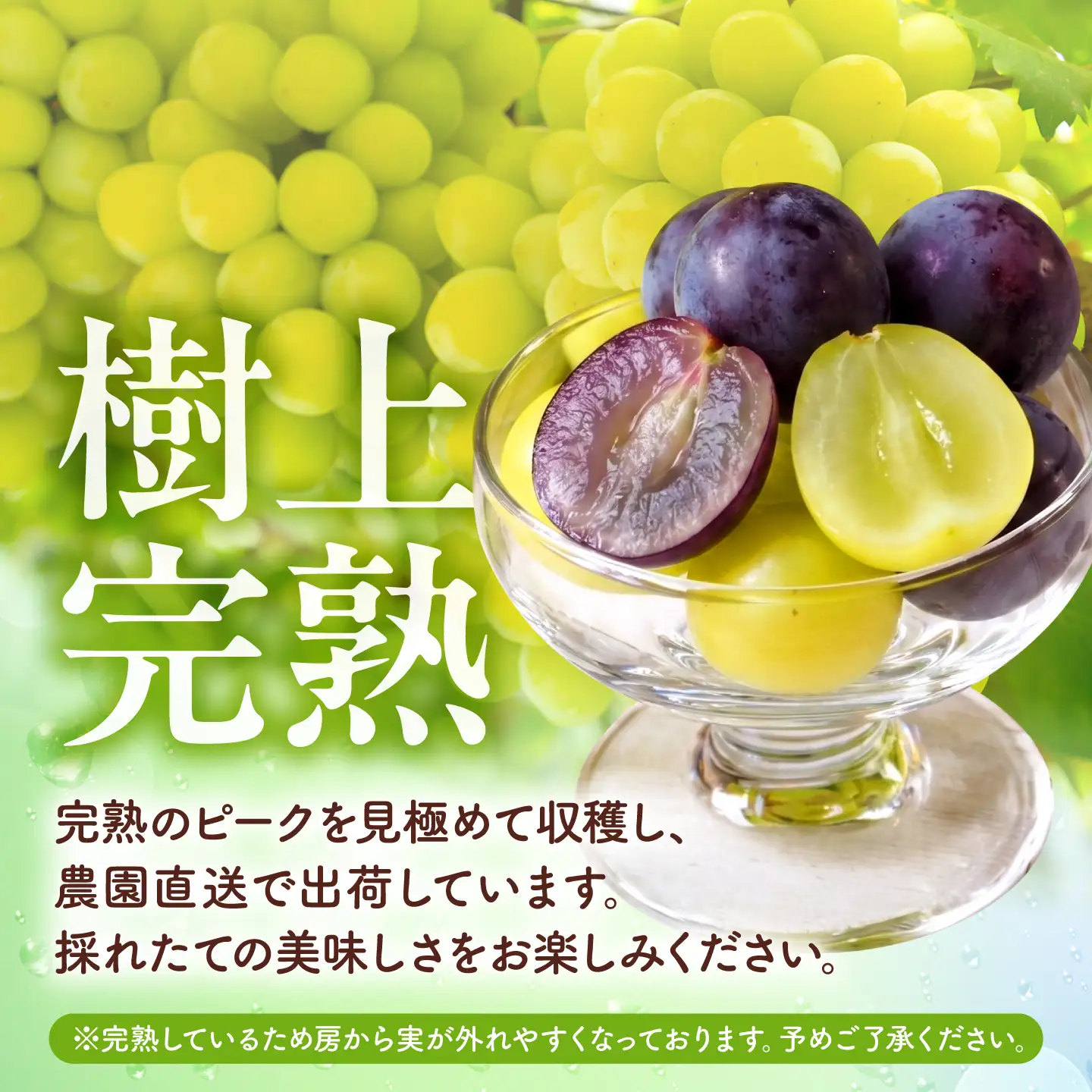 先行予約 訳あり種なしぶどう2種食べ比べ計約600g(シャインマスカット&巨峰orブラックビート)ぶどうシャインマスカットZFO004