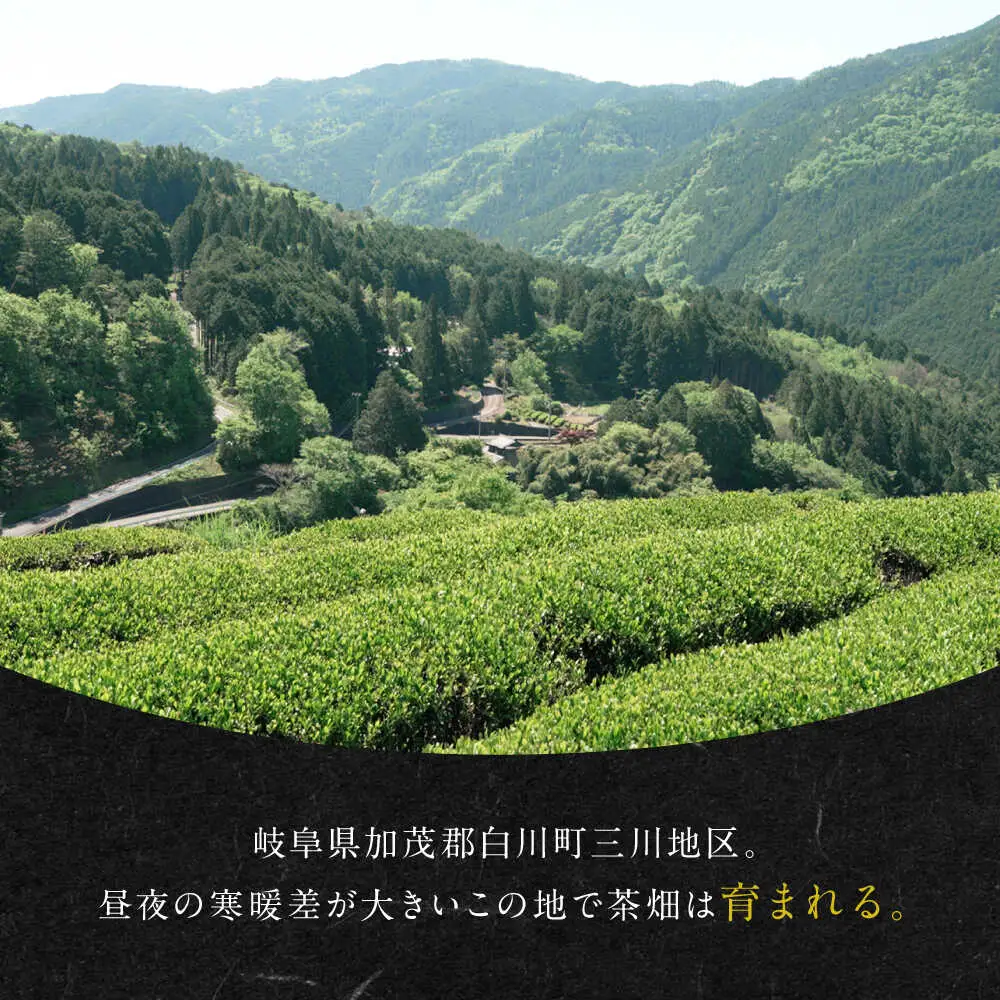 発酵和茶 Trinitea 3点セット 化粧箱入り / ヨリスグリ[AWBV001]和紅茶
