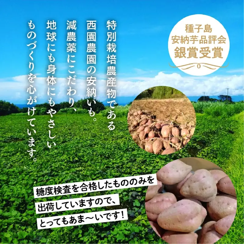 【先行予約】 種子島 安納いも 5kg 人気 種子島産 返礼品 南種子町 鹿児島 かごしま 【のっちーよ種子島】