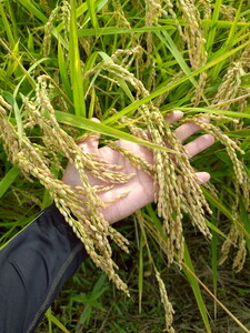 令和8年度産 とちぎの星30kg 栃木県芳賀町産玄米 | 米 お米 玄米 令和8年産 新米 とちぎの星 国産 単一米 期間限定 季節限定《2026年9月中旬-2027年1月末頃出荷予定》