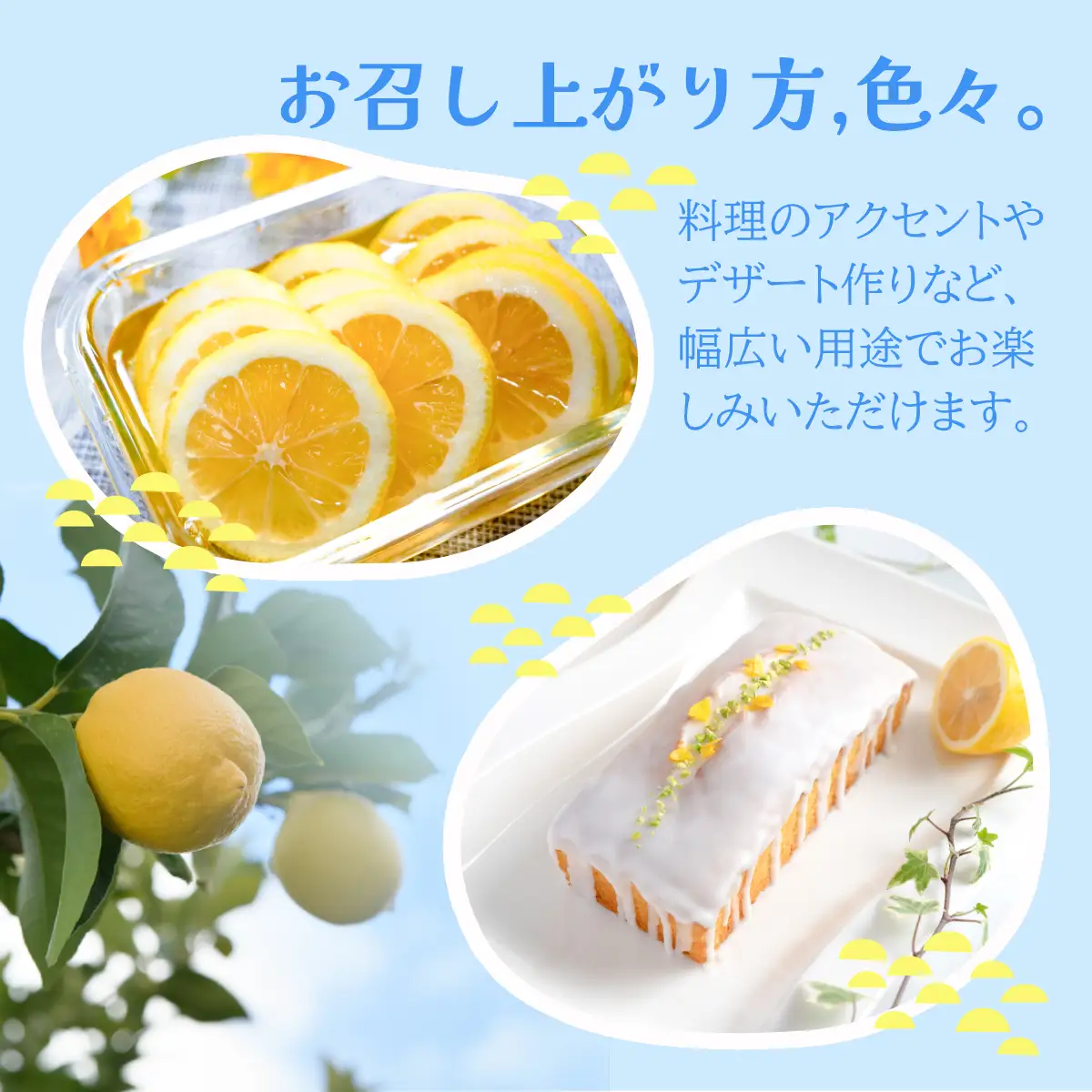 【先行予約】瀬戸内レモン 約10kg L～Mサイズ レモン