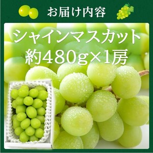 シャインマスカット 高島屋選定品 岡山県産 シャインマスカット【約480g×1房】【先行予約】