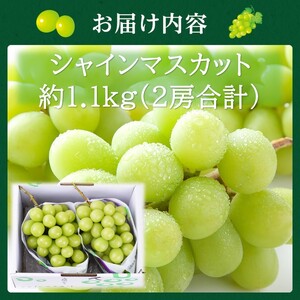 シャインマスカット 高島屋選定品 岡山県産 シャインマスカット【約1.1kg 2房】【先行予約】