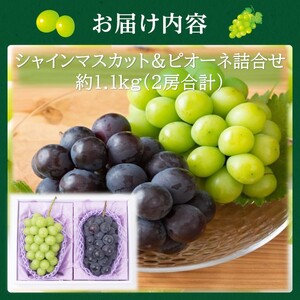 ぶどう詰合せ シャインマスカット ピオーネ 高島屋選定品 ぶどう詰合せ【約1.1kg 2房】【先行予約】