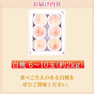 白桃 雲岡園芸 高島屋選定品 岡山県産 白桃【6～10玉 約2kg】【先行予約】