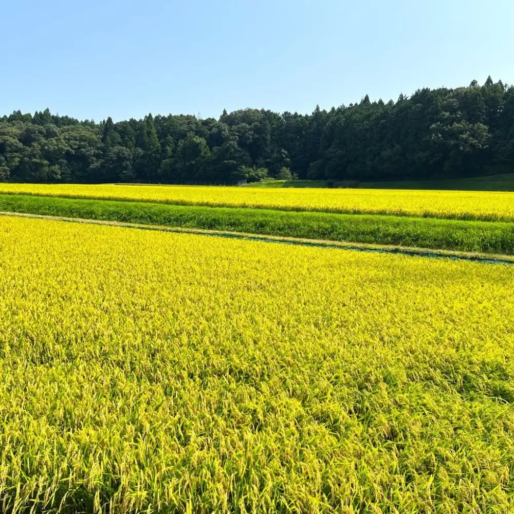 【令和８年産】新米 こしひかり（玄米）10kg 鈴鹿山麓の銘水が育てた米 l 米どころ 三重県産 小山田地区  小山田米  米 コメ 白米 精米