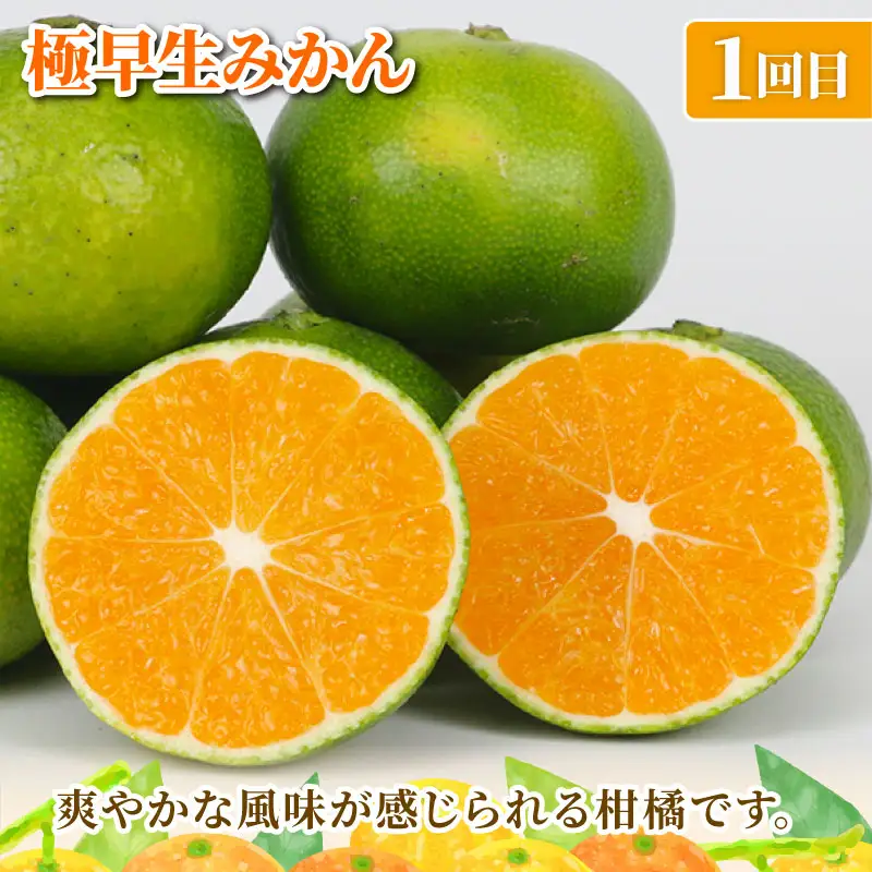 旬の 温州みかん ポンカン 5kg × 4回 定期便 矢野青果 準贈答用 極早生 宮川早生 南柑20号 ぽんかん みかん mikan 愛媛みかん 愛媛ミカン 愛媛蜜柑 果物 くだもの フルーツ 濃厚 甘い 甘味 さっぱり 酸味 蜜柑 産地直送 数量限定 国産 愛媛 宇和島 B048-171029
