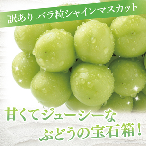 【9月より順次発送】【数量限定】訳あり バラ粒 箱込み1kg シャインマスカット（茨城県共通返礼品／かすみがうら市）（FW-9）