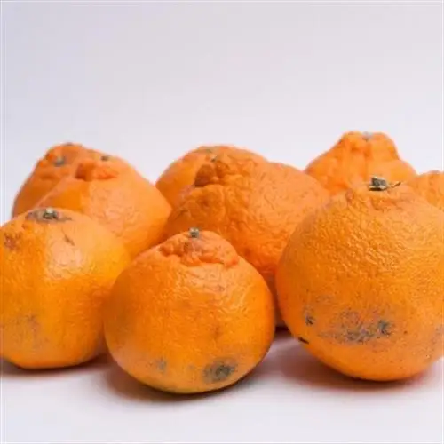 家庭用 不知火5kg+250g(傷み補償分)【デコポンと同品種・人気の春みかん】【訳あり】【配送不可地域：離島・北海道・沖縄県】【1633646】