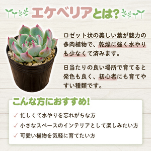 多肉植物 おまかせセット ＜6個＞ 6cmポット エケベリア アソート セット 観葉植物 インテリア 多肉 植物 ビザールプランツ 【ゆうゆうグリーン】ta551