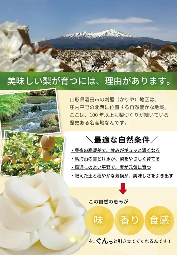 SB0942　酒田産【特選】 和梨 約5kg(玉数おまかせ) 品種おまかせ : 晩生種 あきづき梨 南水梨 新興梨 大天梨 甘太 王秋