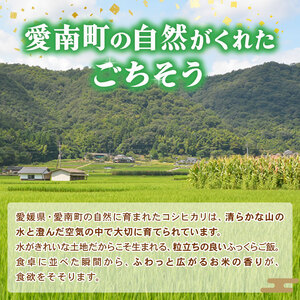 【 令和8年産 】 新米 コシヒカリ 10kg  精米 白米 和家農園