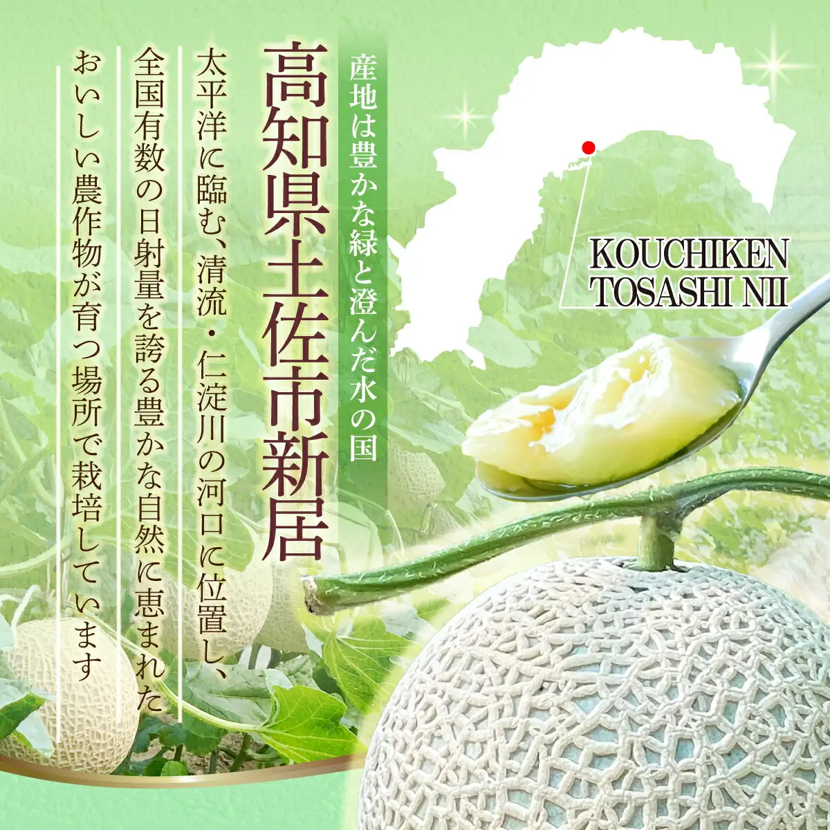 【先行予約】メロン 1玉入（約1.4kg〜1.8kg）青肉 〈2027年6月中旬〜7月中旬頃発送〉 メロン めろん マスクメロン 舐瓜 果物 くだもの フルーツ デザート 旬 ハウス栽培【株式会社とさもん】[BQAE026]