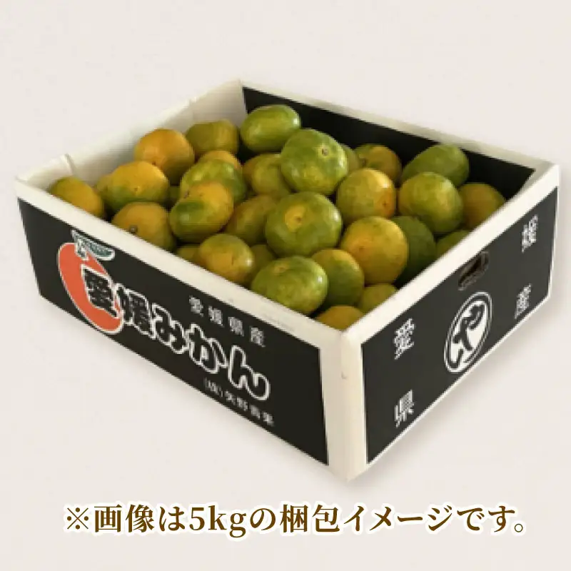 家庭用 極早生 みかん 5kg 矢野青果 温州みかん 果物 くだもの フルーツ 柑橘 蜜柑 愛媛蜜柑 愛媛みかん 愛媛ミカン mikan 産地直送 数量限定 国産 愛媛 宇和島 B012-171023