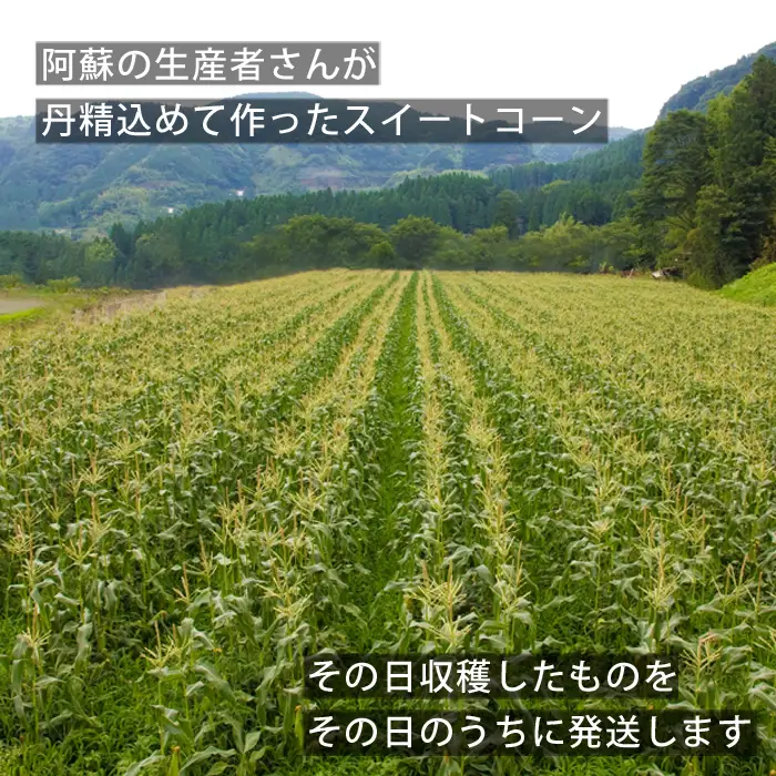 産地直送！ みんな大好きスイートコーン5kg～ふるさとセット～