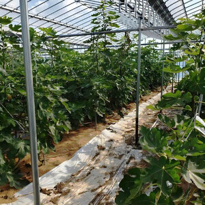 袖ケ浦産いちじく 約850g《8月下旬から11月発送》グリーンファーム三基｜直送 果物 くだもの フルーツ スイーツ イチジク 袖ケ浦 房総 千葉 [0392ch]